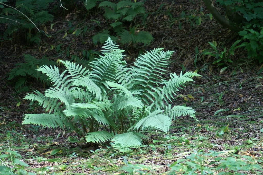 Fountains Abbey foliage